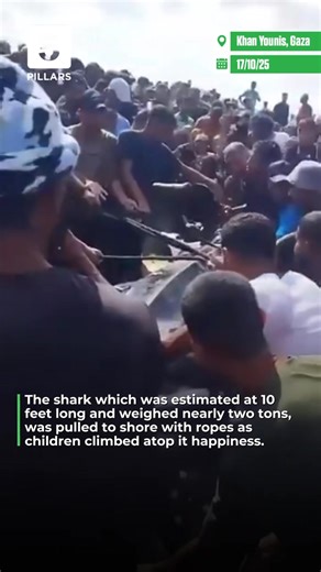 A giant whale shark washed up on the shores of Khan Younis in southern Gaza on Saturday, drawing crowds of displaced Palestinians in a rare moment of joy amid months of famine and starvation. The shark was estimated at 10 feet long and weighed nearly two tons. | 5Pillars
