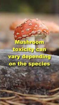 The World’s Most Deadly Mushroom 🍄 | Nature’s Silent Killer