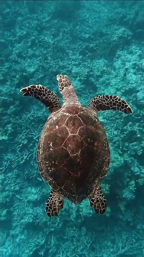 GoPro HERO 10 Underwater: a Sea Turtle in the Ocean | #Shorts 8