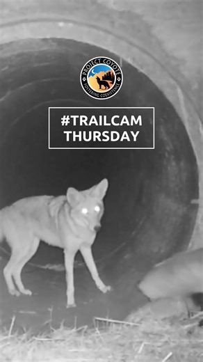 🐺 For today’s #TrailCamThursday we’re featuring a compilation of coyote cams in honor of #CoyoteAwarenessWeek! 🐺 In addition to the important ecological roles they play, there are many things worth appreciating about coyotes! Here are a few #FunFacts: 🐾Coyote packs are families, made up of parents and offspring. 🐾Coyotes are great parents, with both mother and father actively participating in raising their pups. 🐾 Coyotes are often monogamous and mate for life. 🐾 They are omnivores, and pa