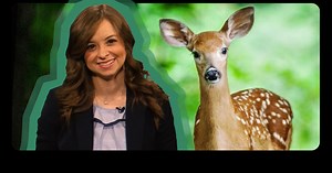Know Ohio: The Cutest State Animal, the White Tailed Deer