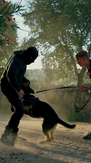 Protection Dogs Worldwide on TikTok