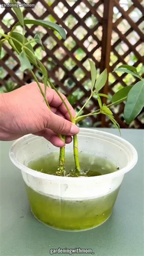 Gardening With Mom | "🌿 DIY High-Phosphorus Water for Strong Peanut Roots 🥜 Boost your peanut plant’s root development with a simple homemade high-phosphorus... | Instagram