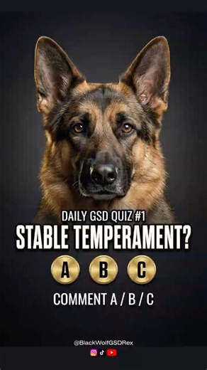 Stable Temperament? Let’s Test Your GSD Knowledge 🧠 #gsdpuppy #gsds #quiz
