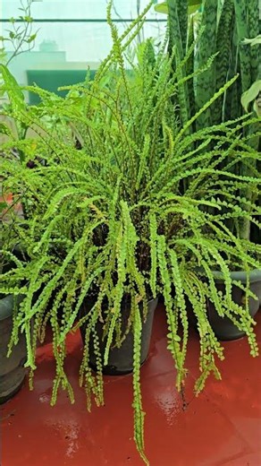 our Fern collection #plants #houseplants #trending #garden #indoorplants #gardening #gardenideas