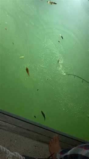 72 Jew on 6lb @Harry #fishing