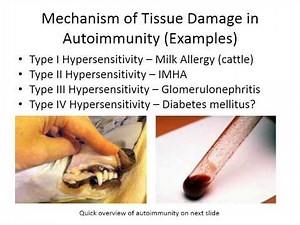MBC Online Vet Tech Review 3.1 - Autoimmunity