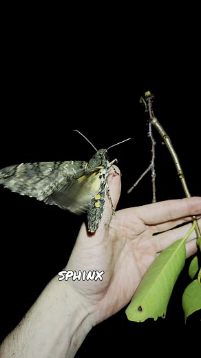 7.9K views · 62 reactions | Giant sphinx moth and its caterpillar in the Florida everglades. Watch how I find them in the swamps. | Matt's Macrophotography | Facebook