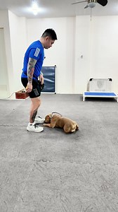 Tyson Level 2 Obedience Student | Dog Trainer Cebu