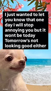 3K views · 6.7K reactions | ⭐ Official Evil Dog Meme Page Merch in my bio evildogofficial.com 藍 The funniest Evil Dog official Meme page | EvilDog Shamsy | Facebook