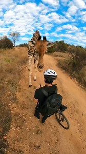 3.3M views · 60K reactions | Friendly giraffe stops biker for a sniff! 漣 | MetDaan Animals | Facebook