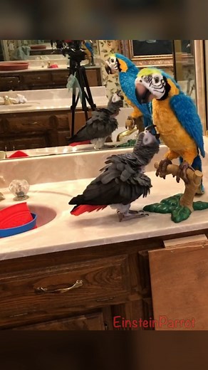 I love dancing with my friends! #EinsteinParrot #TalkingParrot #FunnyBird #parrots #dancingparrot #dancingbird | Einstein the Talking Texan Parrot
