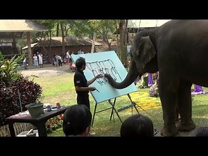 'Clever' elephant creates artwork with her trunk