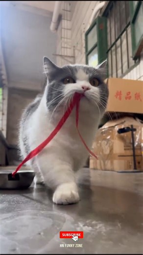 Crazy Funny Cat 🤪🐱 | Most Hilarious Kitty Moments Ever 😂