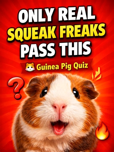 How good of a SQUEAK FREAK are you 🐹🧠? Take this guinea pig care quiz and test how well you really know guinea pig care tips, from social needs and unlimited hay to proper handling and daily vitamin C requirements, This video challenges both new and experienced guinea pig owners with easy and advanced questions, Comment your score from 1 to 6 below and see if you’re a beginner squeaker or a certified squeak freak, Share this with another guinea pig parent and test their knowledge too, Perfect 
