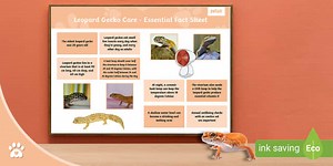 Leopard Gecko Care - Essential Fact Sheet