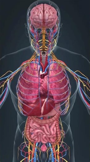 “What Happens Inside Your Body? 😱 | 3D Health Animation Explained”