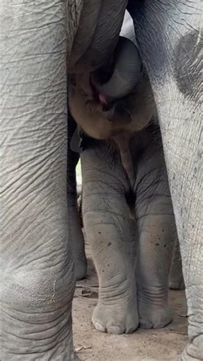 TINY Elephant Feeding Time! So Cute!🥰🐘 #babyelephant #elephant #shorts