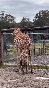 252K views · 10K reactions | Just in case you needed a new reason to visit Mogo Wildlife Park | Zookeeper Chad | Facebook
