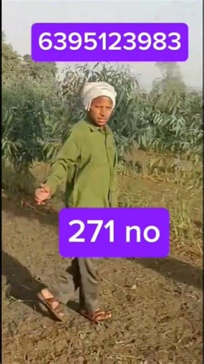 #271 sfada Eucalyptus plantation #farming