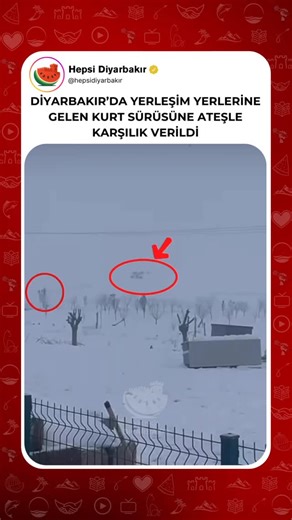 Hepsi Diyarbakır on Instagram: "@hepsidiyarbakir • Diyarbakır’da iki ayrı noktada kurt sürüleri yerleşim alanlarına yaklaştı. İlk görüntü, Bismil ilçesine bağlı Borazlı Köyü’nde kaydedildi. Köye giren kurt sürüsü, vatandaşların silahlarla uyarı atışı yapmasıyla bölgeden uzaklaştırıldı. İkinci görüntünün kesin konumu bilinmezken, olayın yine Diyarbakır’da yaşandığı öğrenildi. Yaşananlar, yaban hayvanlarının yerleşimlere yaklaşmasının endişe verici boyutlara ulaştığını gösterdi."