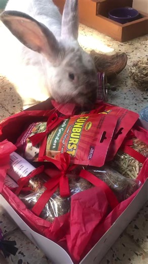 "Boxing Day for rabbits" isn't a universal holiday, but it can refer to fun pet-focused traditions like spoiling your rabbit with new toys/treats (like getting a "box" of goodies), a playful nod to the natural "boxing" (fighting/kicking) behavior in wild rabbits, or even a rescue's name (like "Flannel Boxing Day") | Dr. Sue Rabbit Vet | Facebook