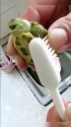 Adorable Turtle Gets a Tickle: Laughing While Brushed! 🐢😂