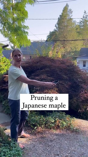 Japanese Maple Pruning Tips for Ornamental Trees