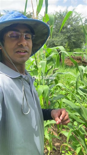 The Three Sisters: Maize, Beans, and Pumpkin