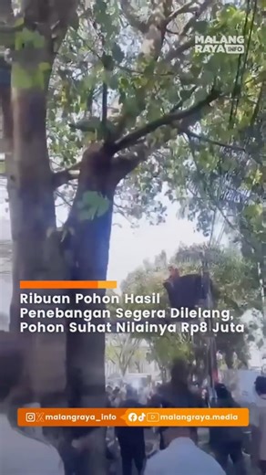 MALANG RAYA INFO - MEDIA on Instagram: "MALANG – Ribuan pohon hasil penebangan dan perempesan di Kota Malang, termasuk seluruh pohon di kawasan Jalan Soekarno-Hatta (Suhat), dipastikan akan dilelang. Total nilai kayu hasil penebangan di Suhat ditaksir mencapai Rp8 juta dan saat ini tinggal menunggu pengajuan lelang ke Kantor Pelayanan Kekayaan Negara dan Lelang (KPKNL). Kepala Bidang Aset BKAD Kota Malang, Eko Fajar, mengatakan kayu hasil penebangan masuk kategori Barang Milik Daerah (BMD) sehin