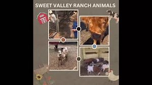 When you visit Sweet Valley Ranch, whether you’re enjoying our Dinosaur attraction, attending a special event or party, or experiencing the Festival of Lights, it’s all about our animals. With over 350 animals calling Sweet Valley Ranch home, we take great joy in sharing them with you! | Sweet Valley Ranch NC