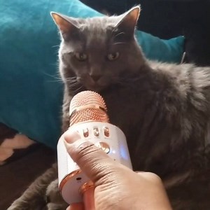 172K views · 3.4K reactions | Yo @yamaneika ‘s cat gives the most IN DEPTH interviews man. | Tony Baker | Facebook