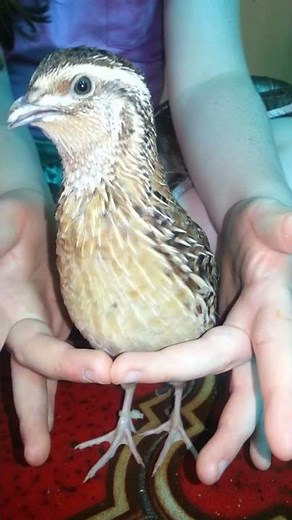 Male Coturnix Quail Call