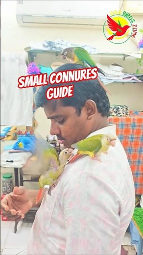 Smart Conure Trick And Training |# shorts @DasBirdsZone