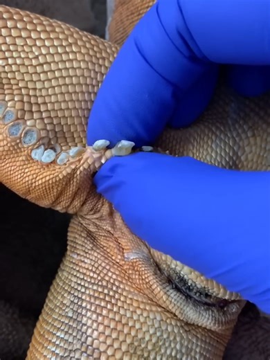 Caring for Your Iguana: Pore Removal and Relaxation Tips