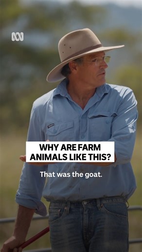 Even farmers can’t deal sometimes 😂 Muster Dogs - Stream now on ABC iview. | ABC iview