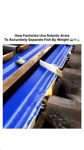 How Factories Use Robotic Arms To Accurately Separate Fish By Weight 🤖🐟⚖️
