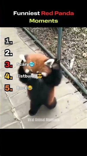Red Panda Moments That Will Break You #Trending #Funny #Shorts