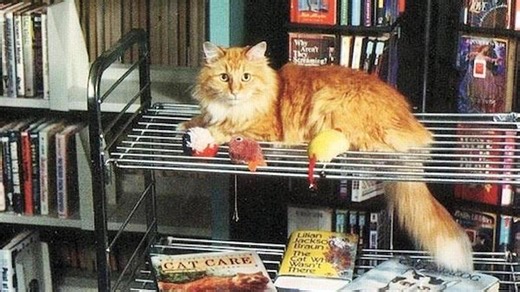 Dewey Readmore Books, el gato bibliotecario que conmovió al mundo: "Era como una mezcla entre Buda y Superman"
