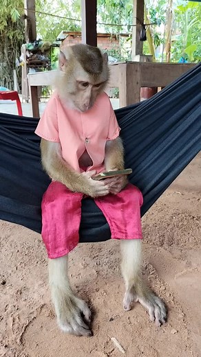 Monkeys Using Smartphones: A Cute Encounter