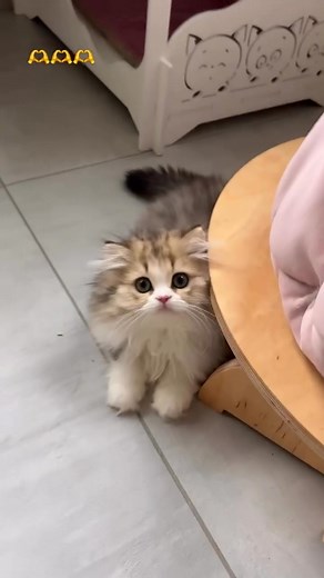 Looking for a fluffy new best friend? Our purebred Persian kittens...