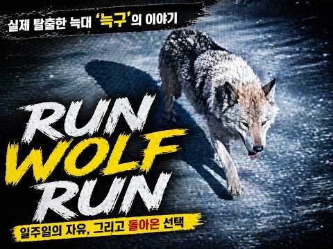 Run Wolf Run (Neukgu EDM Ver.) I 대전 동물원 늑구송(EDM Ver.)