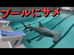 「サメ入りプールを泳ぐ」新感覚ホラゲーが怖すぎる【Sharks and Minnows】