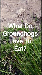 What Do Groundhogs LOVE To Eat?