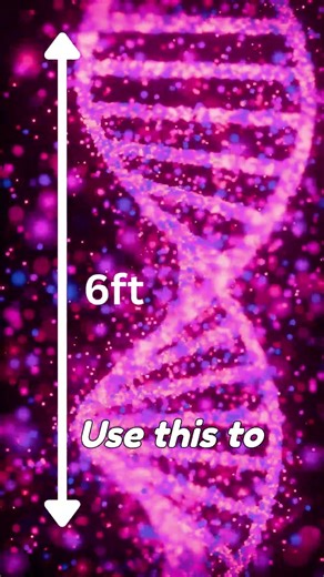 How long is your DNA? #biology #science #facts