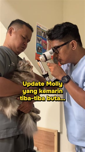 Hari ini check up ke dokter spesialis mata rifqi di medivet sunter!! molly udah jauh baikan banget hari ini, kayaknya obat yang dikasih kemarin sama dokter iman di petmed pas deh sama kondisi molly! makasih ya semuanyaaaa sumpah akhirnya lega banget 😭😭😭 jujur aku gak tau penyebab pastinya apa, tapi bisa jadi karena stress, darah tinggi, virus atau kebentur, yang punya anabul vaksin sering sering ya #kucing #kucinglucu #kucingtiktok #dokterhewan #anabul
