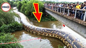 7.5K views · 35 reactions | World's Biggest Snake Was Caught On Camera ; Is That A Titanoboa ? #Discovery #Mysterious #Secret #Top15 #Alien #UFO #Shock | Viral 60 | Facebook