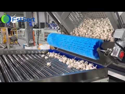 Garlic Grading Machinery! Weight Sorting Line.♻️🧄⚖️