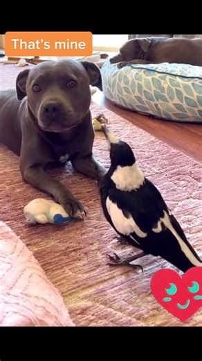 Playful Magpie and Friendly Staffy Engage in Fun Interaction