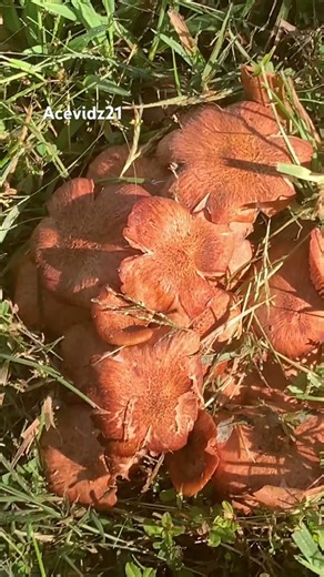 Filled the hole and found a brand new alien mushroom brain cluster #alienhive